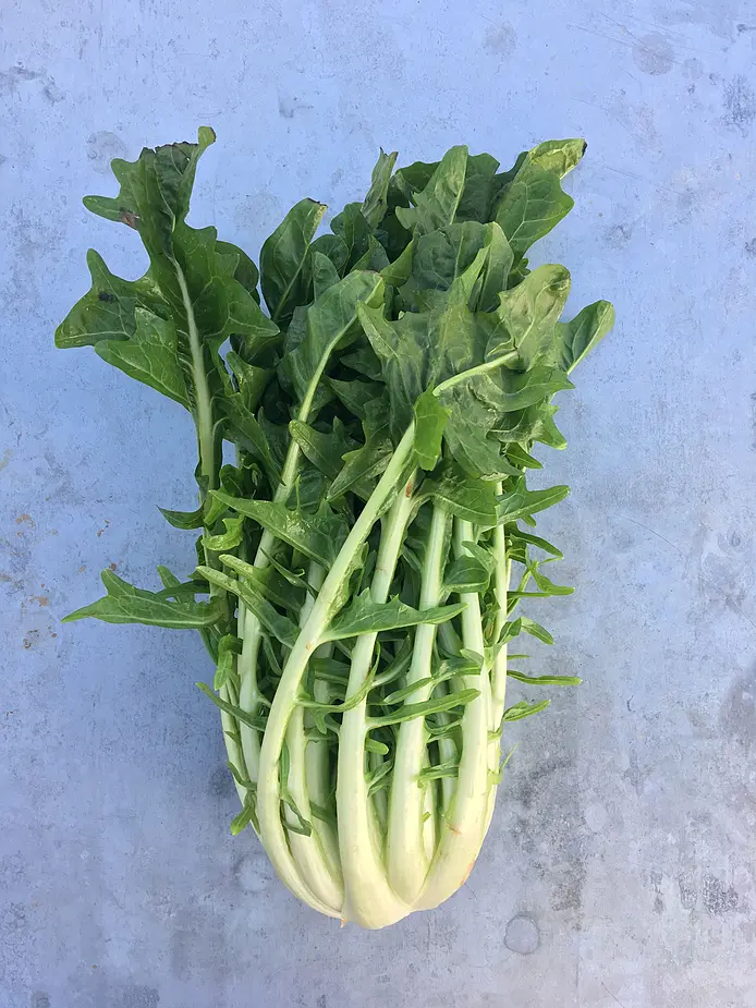 Puntarelle