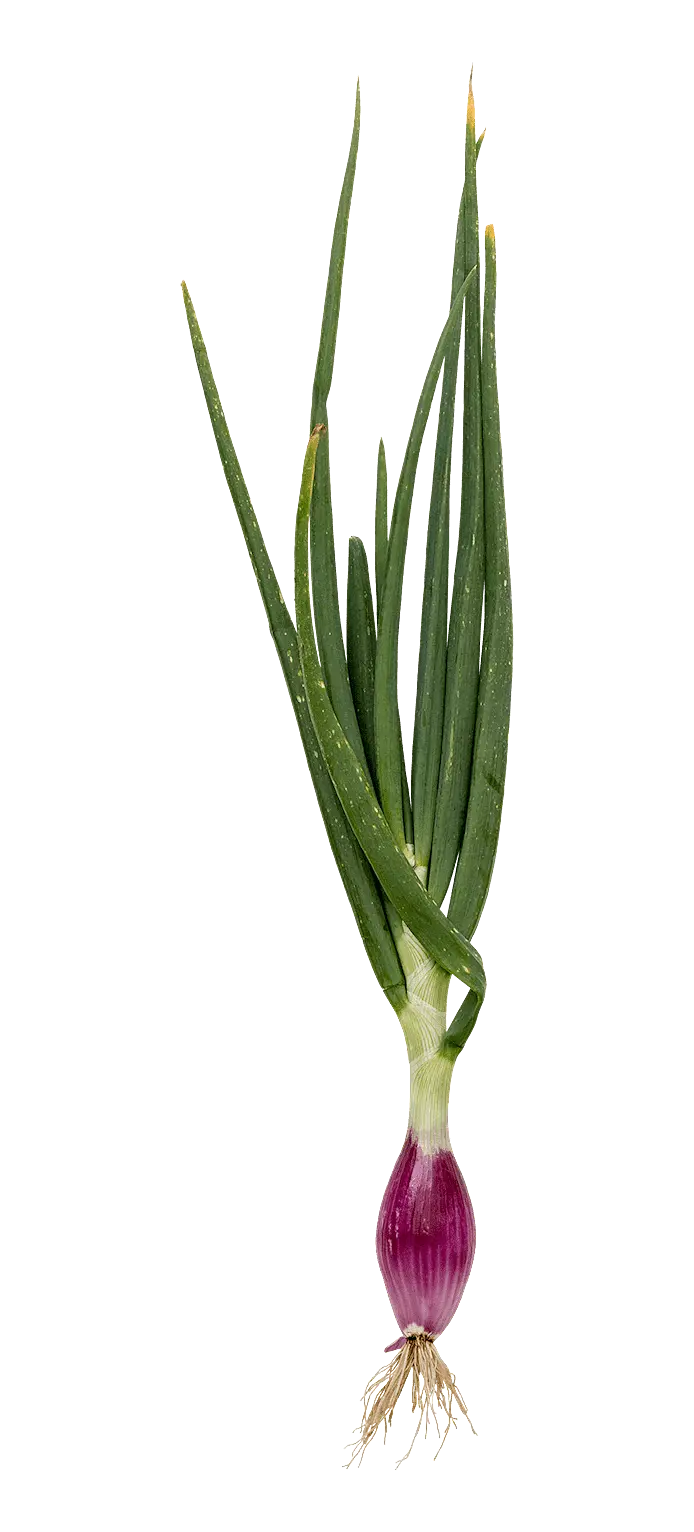 Bananschalottenlök (Long Red Florence)