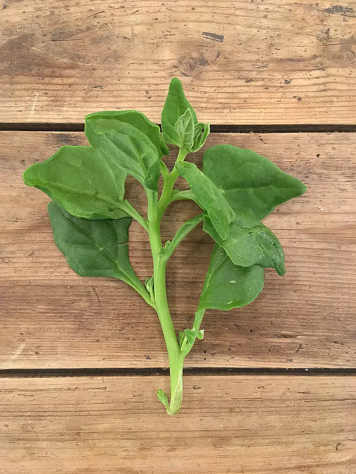 Spenat (New zealand)