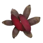 Rødbeder, lange (DK)