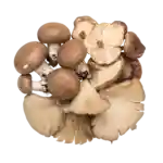 Svampmix 