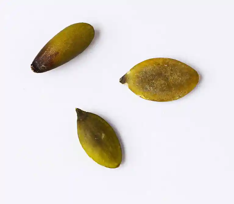 Durumbrød med græskarkerner