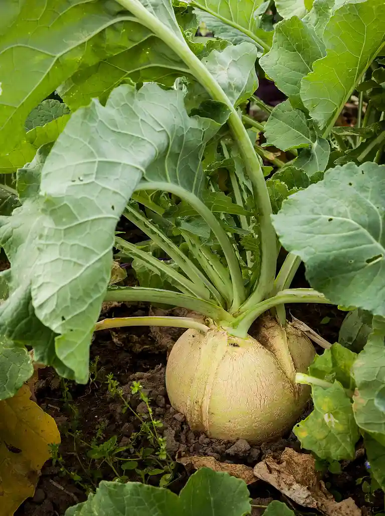 Grov kålrabimos med gedeost