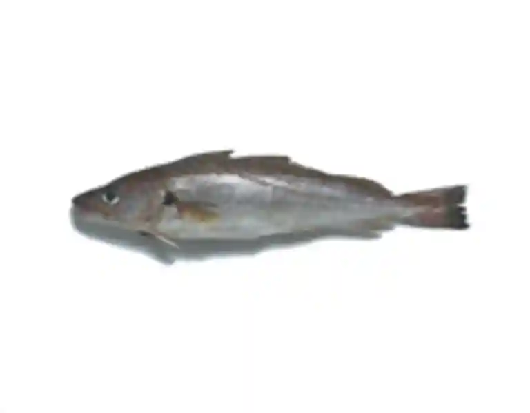 Hvilling- og isingefilet