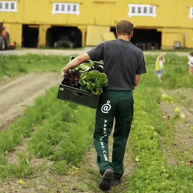Sallad med persilja, squash, salladslök och citron